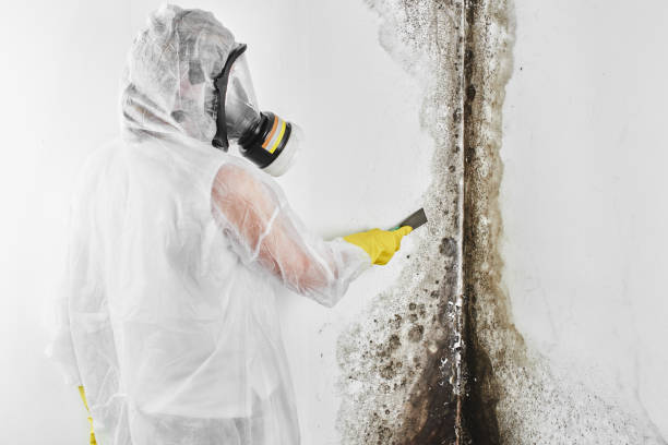 Best Mold Remediation Services  in Fitchburg, WI