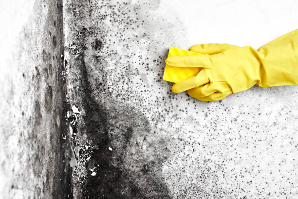 Professional Mold Removal in Fitchburg, WI