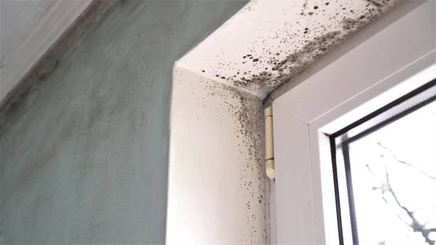 Mold Removal and Inspection in Fitchburg, WI