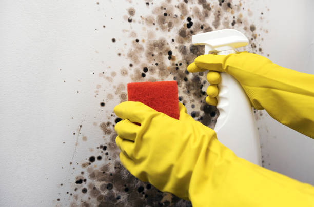 Best Toxic Mold Removal  in Fitchburg, WI