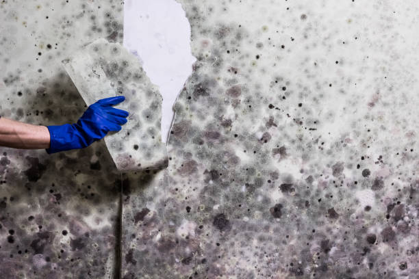 Best Professional Mold Removal  in Fitchburg, WI